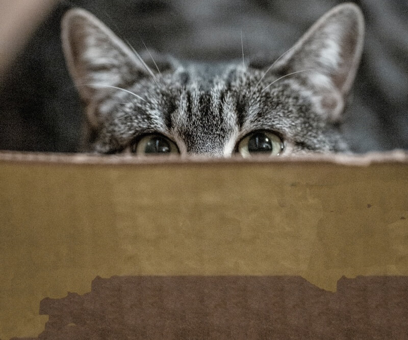Gato na caixa